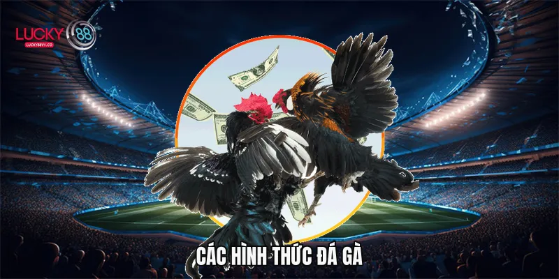 Các hình thức đá gà