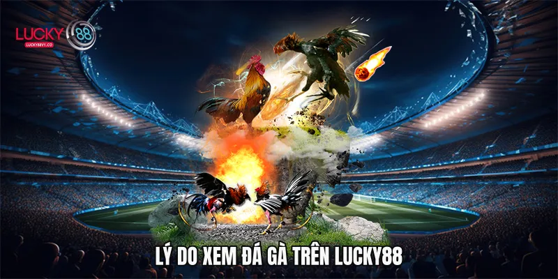 Lý do xem đá gà trên Lucky88
